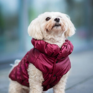 Vsepropejska Magie zimní bunda pro psa Barva: Vínová, Délka zad (cm): 40, Obvod hrudníku: 55 – 59 cm