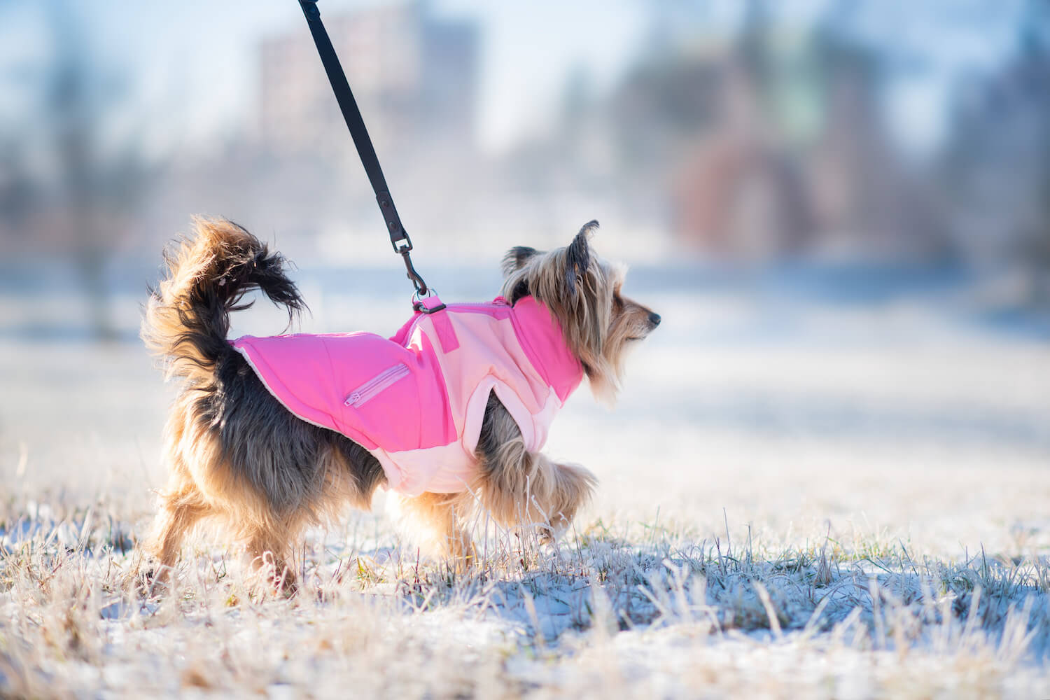 Vsepropejska Aston obleček pro psa na zip Barva: Růžová, Délka zad (cm): 38, Obvod hrudníku: 44 - 52 cm Vsepropejska Aston obleček pro psa na zip Barva: Růžová, Délka zad (cm): 38, Obvod hrudníku: 44 - 52 cm
