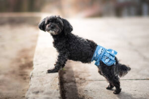 Nataša hárací kalhotky pro psa - vsepropejska.cz Barva: Tmavě-modrá, Obvod slabin (cm): 28 - 41