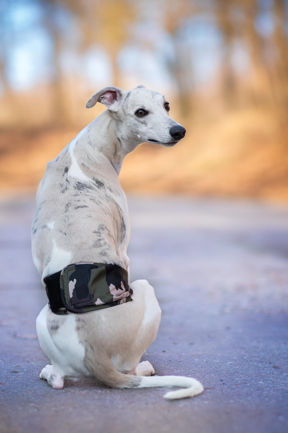 Vsepropejska Hans protiznačkovací pás pro psa Barva: Zelená, Obvod slabin (cm): 45 - 57 Vsepropejska Hans protiznačkovací pás pro psa Barva: Zelená, Obvod slabin (cm): 45 - 57