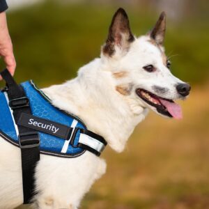 Vsepropejska Wipy bezpečný postroj pro psa | 54 – 114 cm Barva: Modrá, Obvod hrudníku: 81 – 114 cm