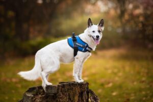 Vsepropejska Wipy bezpečný postroj pro psa | 54 – 114 cm Barva: Modrá, Obvod hrudníku: 65 - 92 cm