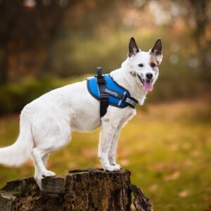 Vsepropejska Wipy bezpečný postroj pro psa | 54 – 114 cm Barva: Modrá, Obvod hrudníku: 65 – 92 cm