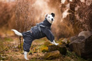 Vsepropejska Nelly pláštěnka do deště - nepromokavá kombinéza Barva: Šedá, Délka zad (cm): 22, Obvod hrudníku: 24 - 36 cm