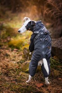 Vsepropejska Nelly pláštěnka do deště - nepromokavá kombinéza Barva: Šedá, Délka zad (cm): 37, Obvod hrudníku: 31 - 50 cm