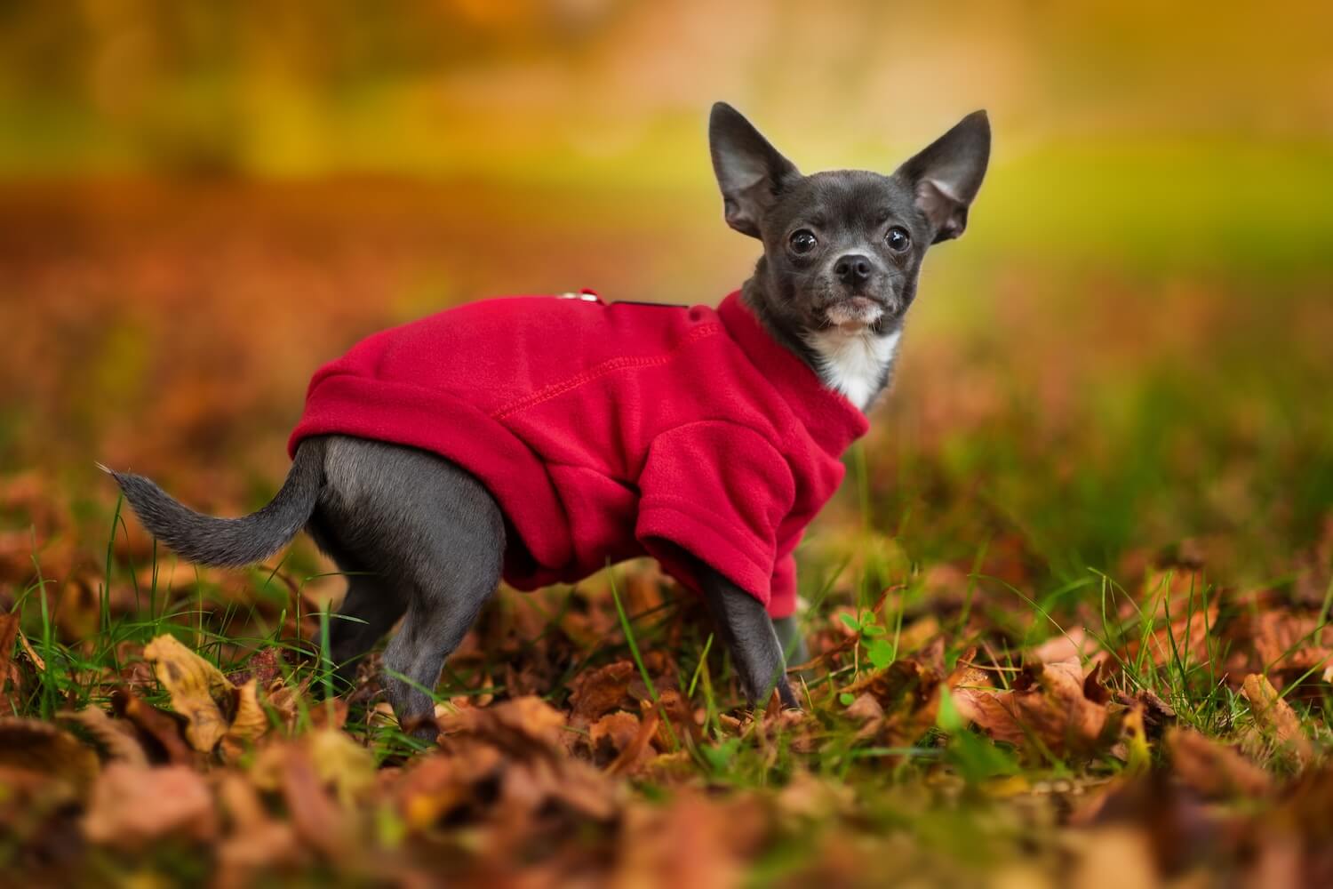 Vsepropejska Hello fleecová mikina pro psa Barva: Červená, Délka zad (cm): 19, Obvod hrudníku: 26 - 30 cm Vsepropejska Hello fleecová mikina pro psa Barva: Červená, Délka zad (cm): 19, Obvod hrudníku: 26 - 30 cm