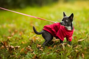 Vsepropejska Hello fleecová mikina pro psa Barva: Červená, Délka zad (cm): 23, Obvod hrudníku: 28 - 34 cm