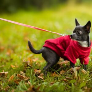 Vsepropejska Hello fleecová mikina pro psa Barva: Červená, Délka zad (cm): 23, Obvod hrudníku: 28 – 34 cm