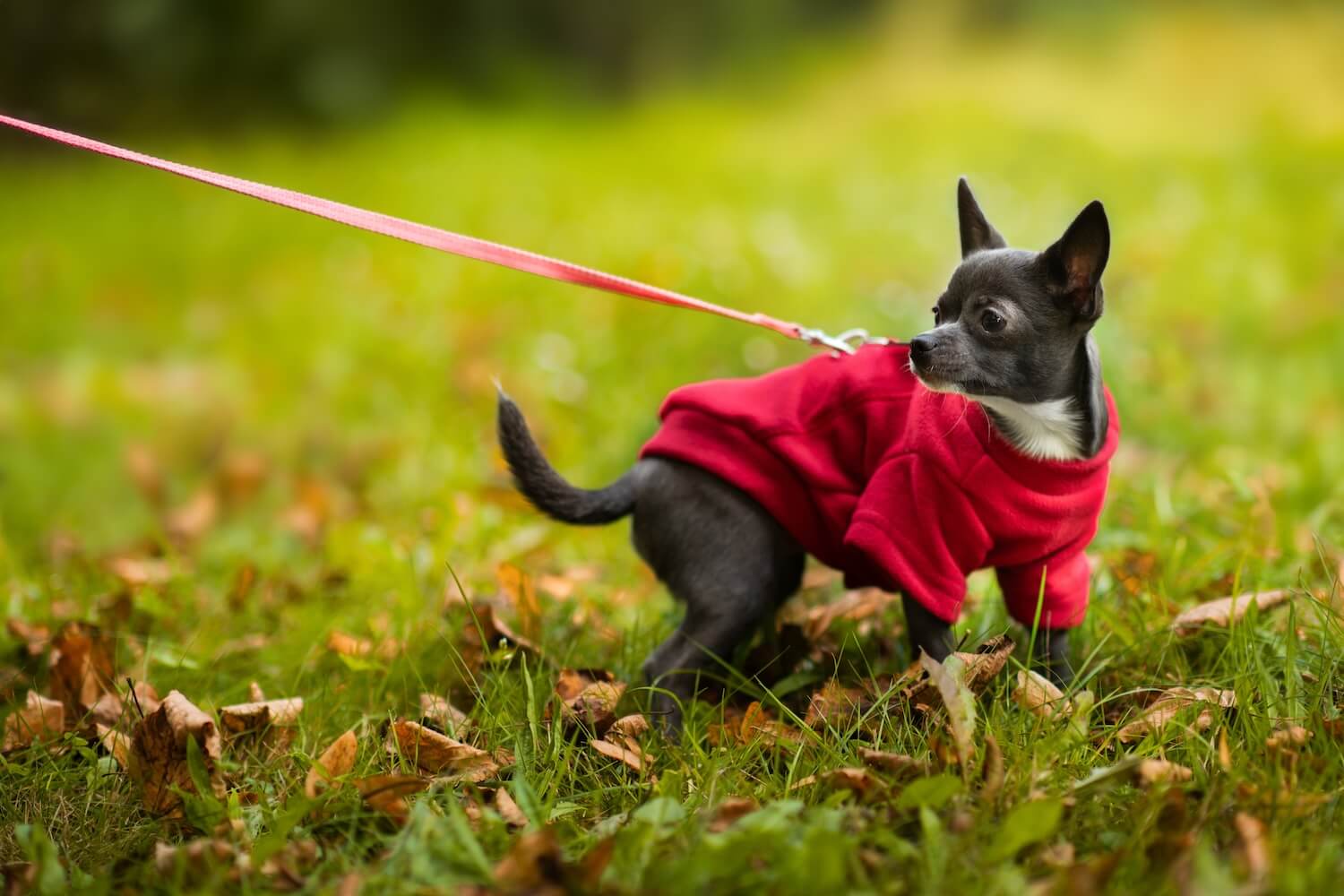 Vsepropejska Hello fleecová mikina pro psa Barva: Červená, Délka zad (cm): 23, Obvod hrudníku: 28 - 34 cm Vsepropejska Hello fleecová mikina pro psa Barva: Červená, Délka zad (cm): 23, Obvod hrudníku: 28 - 34 cm