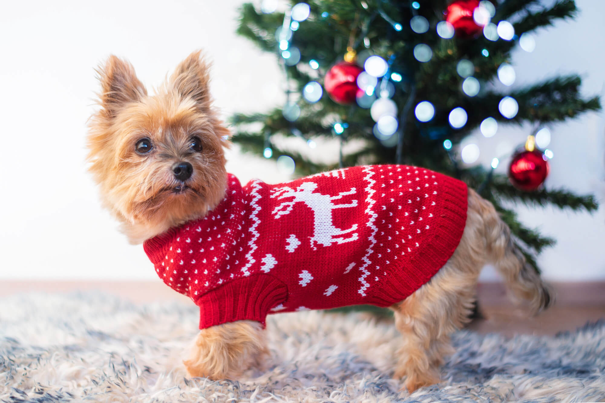 Vsepropejska Stag Vánoční svetr pro psa Barva: Červená, Délka zad (cm): 38-40, Obvod hrudníku: 45 - 58 cm Vsepropejska Stag Vánoční svetr pro psa Barva: Červená, Délka zad (cm): 38-40, Obvod hrudníku: 45 - 58 cm