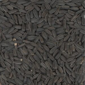 Slunečnice černá, 40 kg