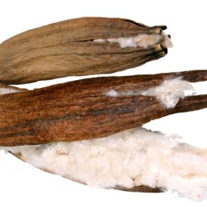 JR Farm Kapok 1 lusk