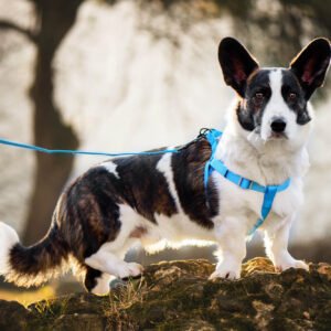 Vsepropejska Georgia postroj pro psa s vodítkem Barva: Hnědá, Obvod hrudníku: 37 – 50 cm