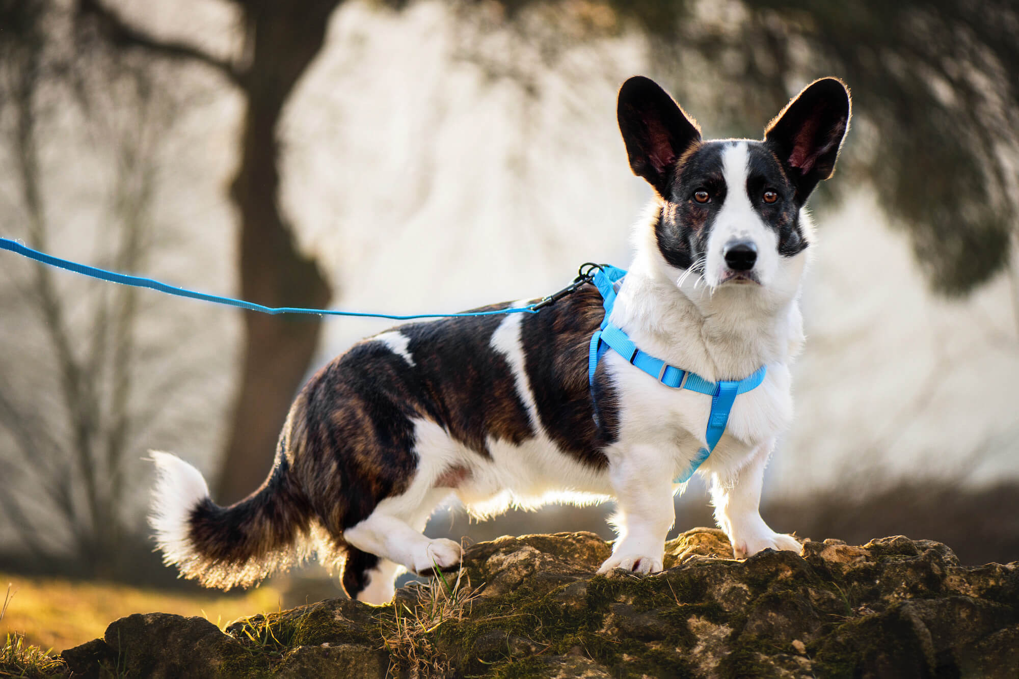 Vsepropejska Georgia postroj pro psa s vodítkem Barva: Zelená, Obvod hrudníku: 44 - 60 cm Vsepropejska Georgia postroj pro psa s vodítkem Barva: Zelená, Obvod hrudníku: 44 - 60 cm