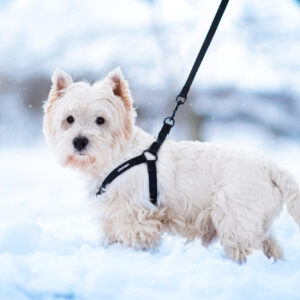 Vsepropejska Georgia postroj pro psa s vodítkem Barva: Černá, Obvod hrudníku: 44 – 60 cm