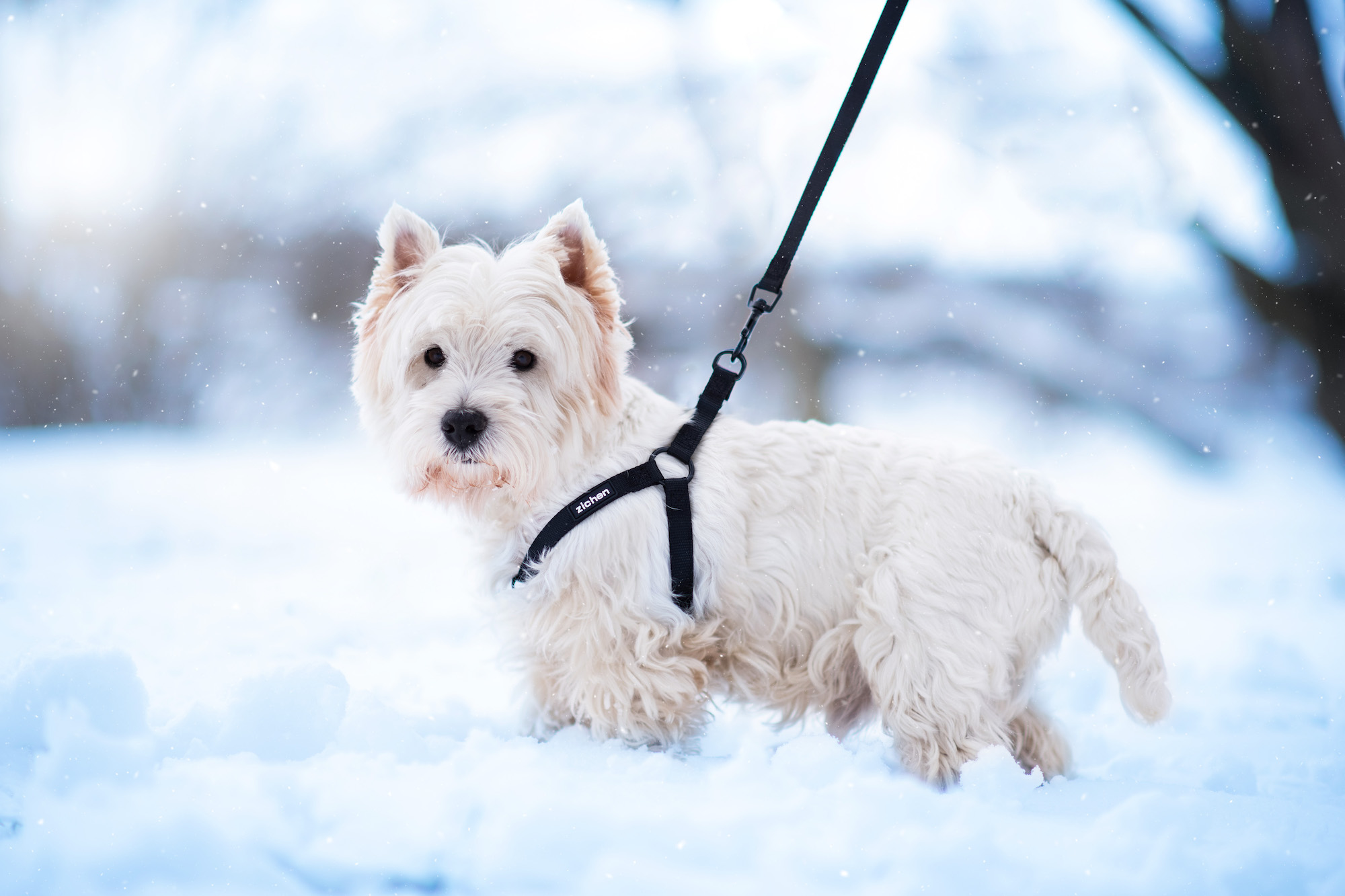 Vsepropejska Georgia postroj pro psa s vodítkem Barva: Černá, Obvod hrudníku: 44 - 60 cm Vsepropejska Georgia postroj pro psa s vodítkem Barva: Černá, Obvod hrudníku: 44 - 60 cm