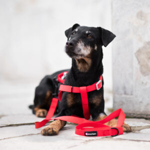 Vsepropejska Georgia postroj pro psa s vodítkem Barva: Červená, Obvod hrudníku: 37 – 50 cm