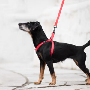 Vsepropejska Georgia postroj pro psa s vodítkem Barva: Červená, Obvod hrudníku: 44 – 60 cm
