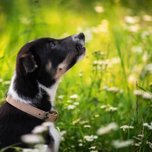 Vsepropejska Cookie kožený obojek pro psa | 31 – 60 cm Barva: Béžová, Obvod krku: 41 – 51 cm, Šířka: 2,5 cm