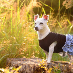 Vsepropejska Justina kárované šaty pro psa Barva: Černá, Délka zad (cm): 25, Obvod hrudníku: 28 – 32 cm