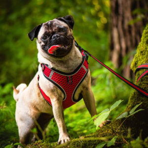 Vsepropejska Hardy postroj s vodítkem pro psa | 32 – 78 cm Barva: Červená, Obvod hrudníku: 32 – 38 cm