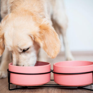 Vsepropejska Doris dvojitá keramická miska pro psa či kočku Barva: Růžová, Rozměr (cm): 12