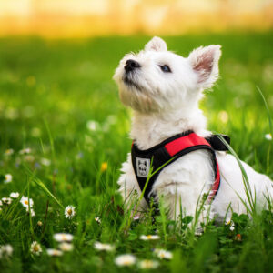 Vsepropejska Vrony sportovní kšíry pro psa | 29 – 46 cm Barva: Červená, Obvod hrudníku: 32 – 35 cm