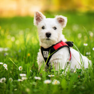 Vsepropejska Vrony sportovní kšíry pro psa | 29 – 46 cm Barva: Červená, Obvod hrudníku: 35 – 42 cm