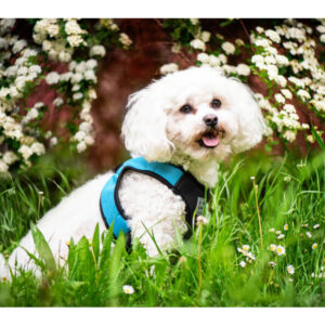 Vsepropejska Vrony sportovní kšíry pro psa | 29 – 46 cm Barva: Modrá, Obvod hrudníku: 32 – 35 cm