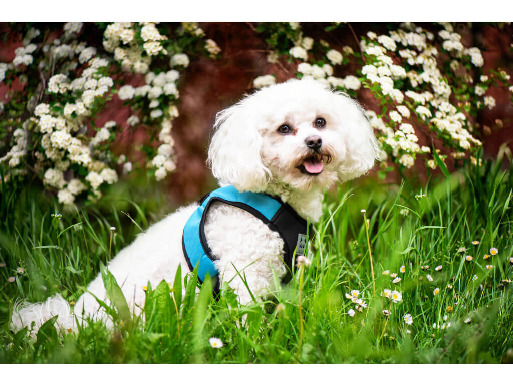 Vsepropejska Vrony sportovní kšíry pro psa | 29 – 46 cm Barva: Modrá, Obvod hrudníku: 35 - 42 cm Vsepropejska Vrony sportovní kšíry pro psa | 29 – 46 cm Barva: Modrá, Obvod hrudníku: 35 - 42 cm