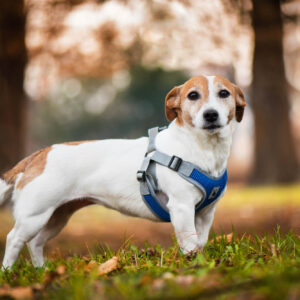 Vsepropejska Rigby prodyšné kšíry pro psa | 36 – 68 cm Barva: Tmavě modrá, Obvod hrudníku: 44 – 55 cm