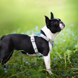 Vsepropejska Ricota sportovní kšíry pro psa | 36 – 73 cm Barva: Modrá, Obvod hrudníku: 57 – 73 cm