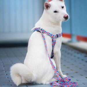 Vsepropejska Geo modro-červený postroj pro psa Barva: Modro-červená, Obvod hrudníku: 46 – 70 cm