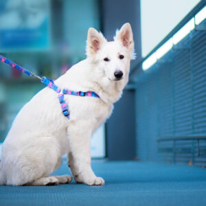 Vsepropejska Star barevný postroj pro psa Barva: Růžová, Obvod hrudníku: 46 – 70 cm