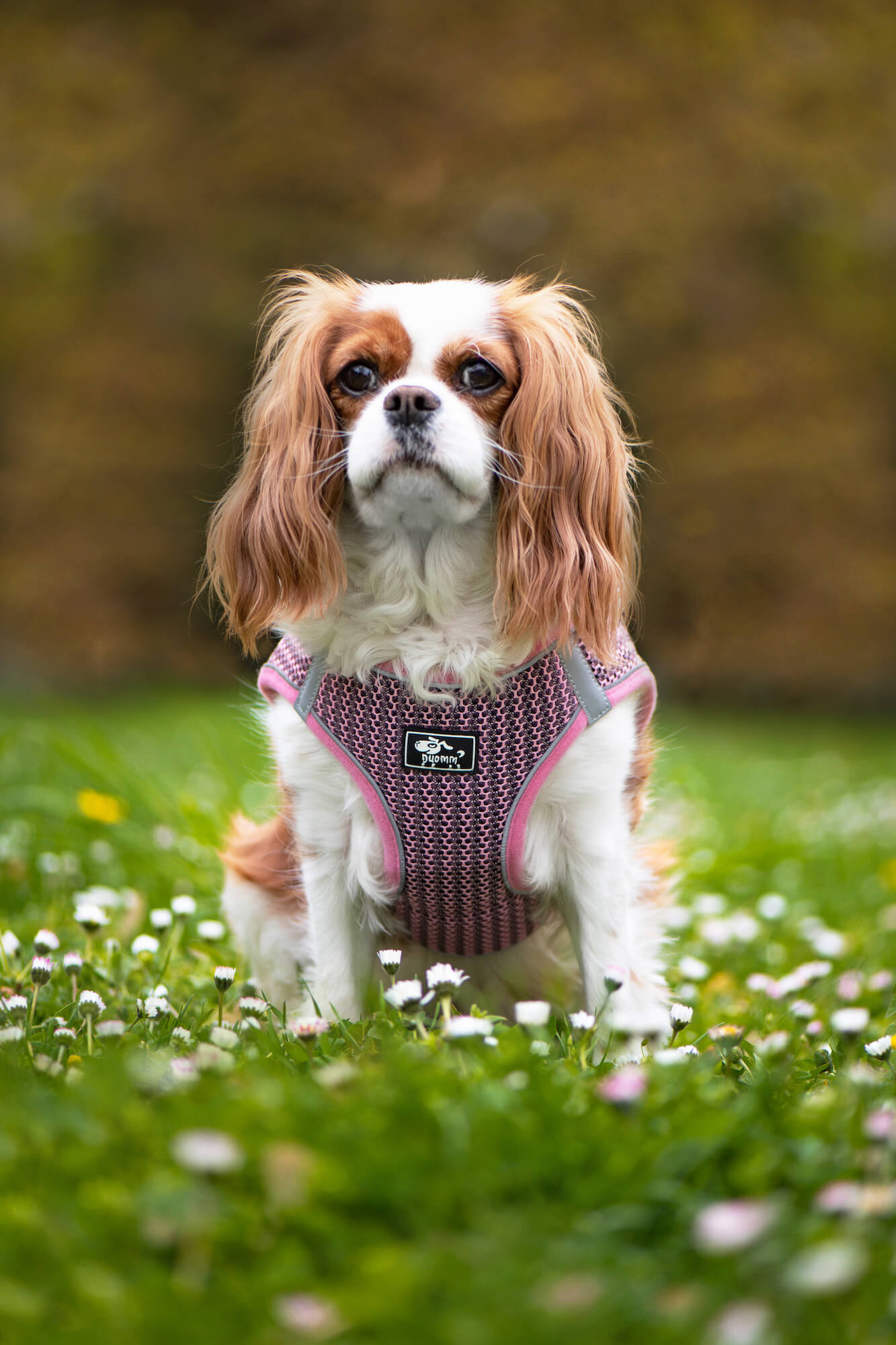 Vsepropejska Dumo postroj pro psa s vodítkem | 26 – 43 cm Barva: Růžová, Obvod hrudníku: 40 - 43 cm Vsepropejska Dumo postroj pro psa s vodítkem | 26 – 43 cm Barva: Růžová, Obvod hrudníku: 40 - 43 cm