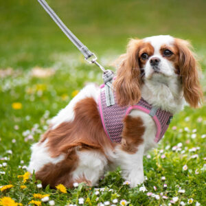Vsepropejska Dumo postroj pro psa s vodítkem | 26 – 43 cm Barva: Růžová, Obvod hrudníku: 26 – 28 cm