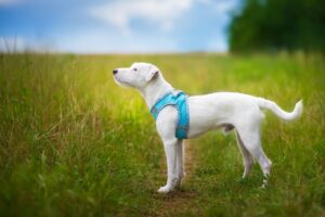 Vsepropejska Neve postroj pro psa s vodítkem | 22 – 46 cm Barva: Modrá s lemem, Obvod hrudníku: 36 - 40 cm