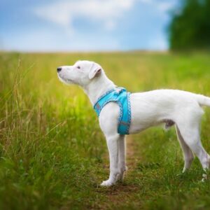 Vsepropejska Neve postroj pro psa s vodítkem | 22 – 46 cm Barva: Modrá s lemem, Obvod hrudníku: 36 – 40 cm