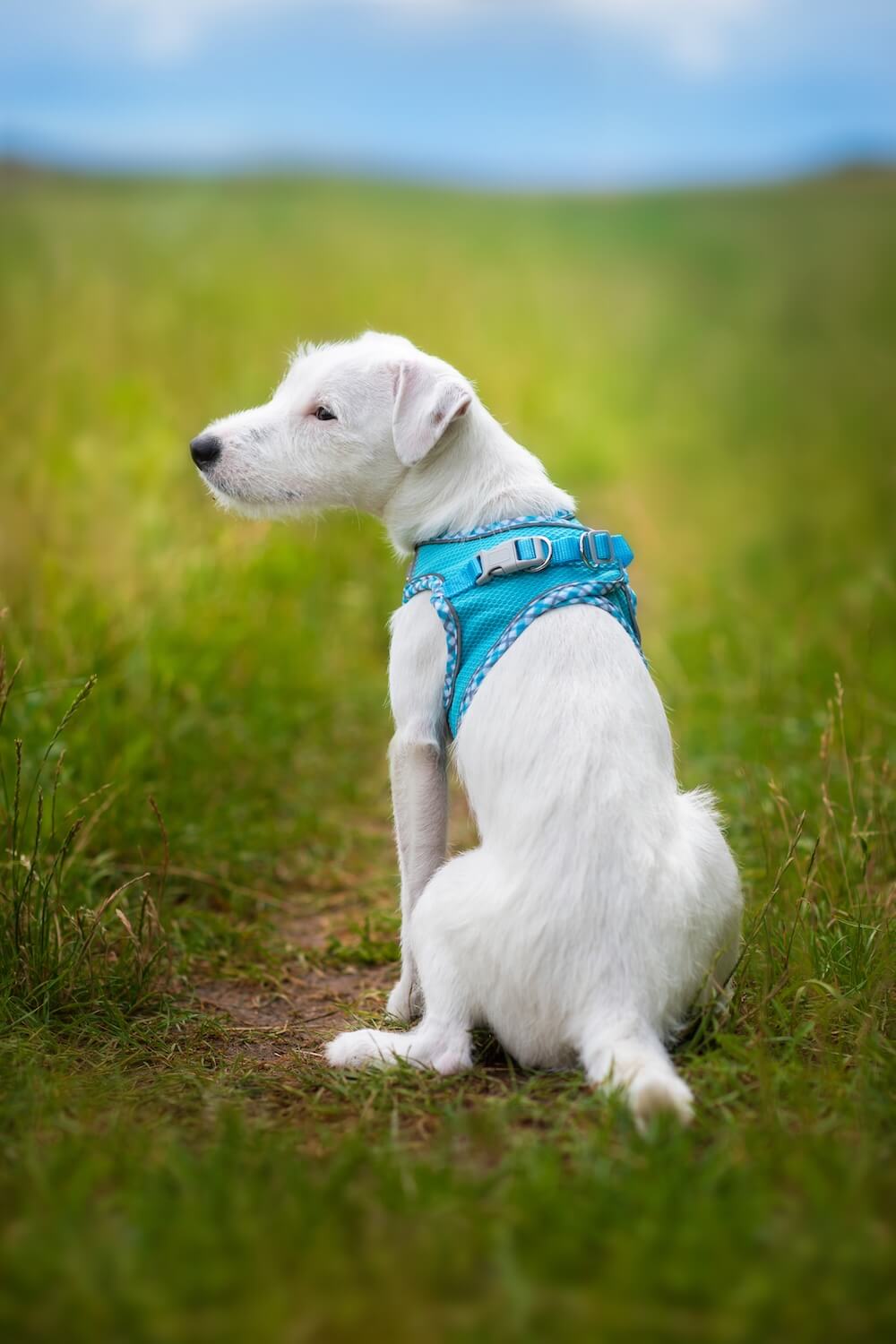 Vsepropejska Neve postroj pro psa s vodítkem | 22 – 46 cm Barva: Modrá s lemem, Obvod hrudníku: 30 - 35 cm Vsepropejska Neve postroj pro psa s vodítkem | 22 – 46 cm Barva: Modrá s lemem, Obvod hrudníku: 30 - 35 cm