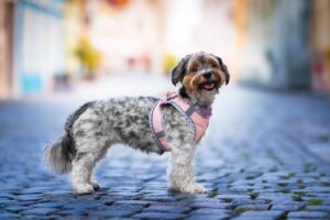 Vsepropejska Neve postroj pro psa s vodítkem | 22 – 46 cm Barva: Lososová, Obvod hrudníku: 36 - 40 cm