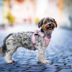 Vsepropejska Neve postroj pro psa s vodítkem | 22 – 46 cm Barva: Lososová, Obvod hrudníku: 30 – 35 cm