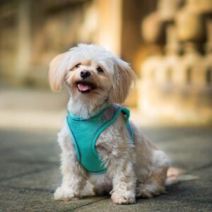Vsepropejska Neve postroj pro psa s vodítkem | 22 – 46 cm Barva: Tyrkysová, Obvod hrudníku: 36 – 40 cm