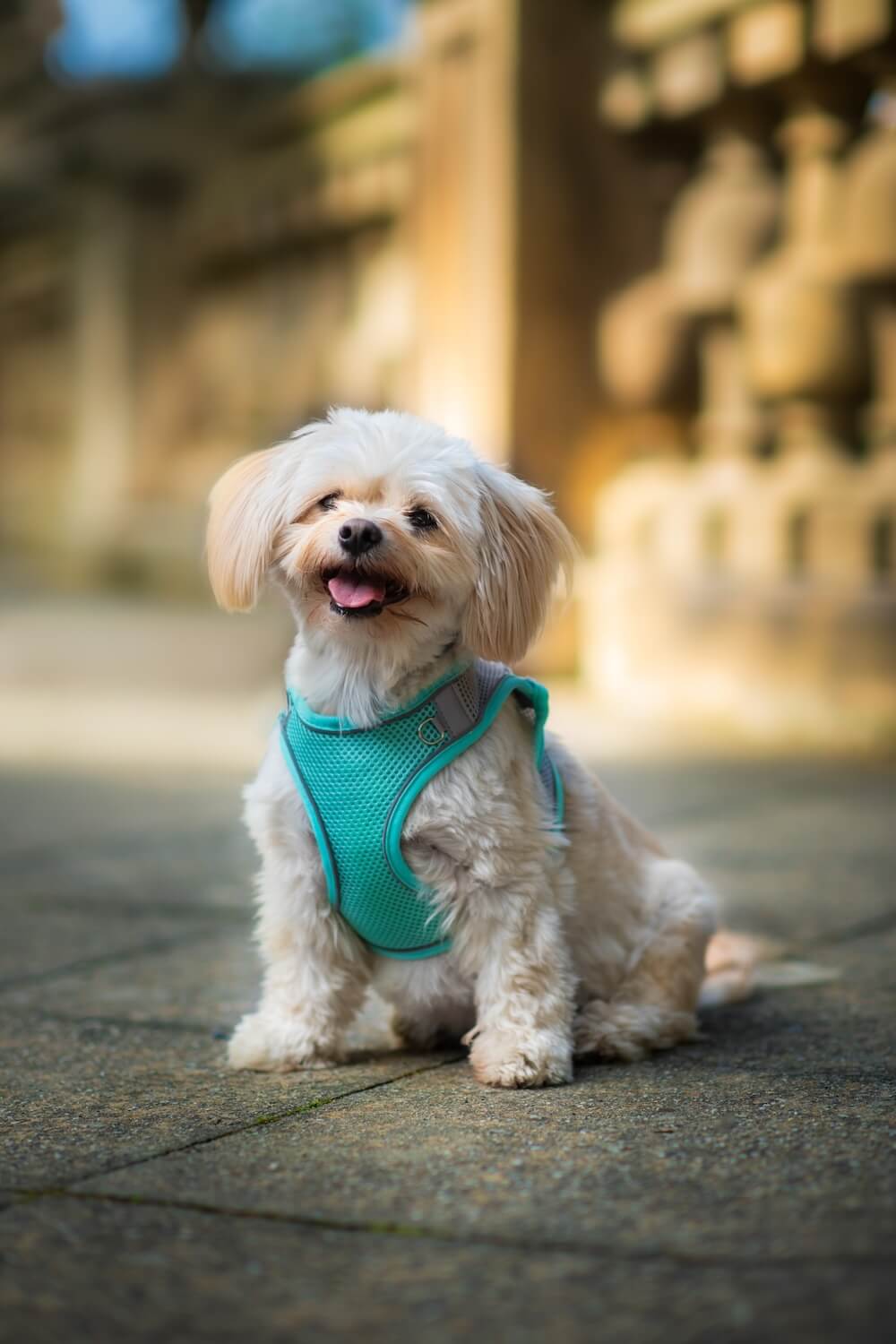 Vsepropejska Neve postroj pro psa s vodítkem | 22 – 46 cm Barva: Tyrkysová, Obvod hrudníku: 36 - 40 cm Vsepropejska Neve postroj pro psa s vodítkem | 22 – 46 cm Barva: Tyrkysová, Obvod hrudníku: 36 - 40 cm