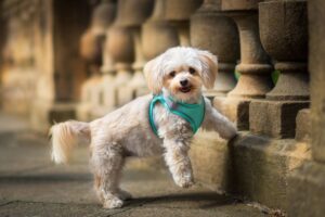 Vsepropejska Neve postroj pro psa s vodítkem | 22 – 46 cm Barva: Tyrkysová, Obvod hrudníku: 30 - 35 cm