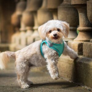 Vsepropejska Neve postroj pro psa s vodítkem | 22 – 46 cm Barva: Tyrkysová, Obvod hrudníku: 30 – 35 cm