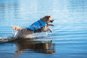 Vsepropejska Orsa plovací vesta pro psa Barva: Modrá, Délka zad (cm): 27, Obvod hrudníku: 41 - 62 cm
