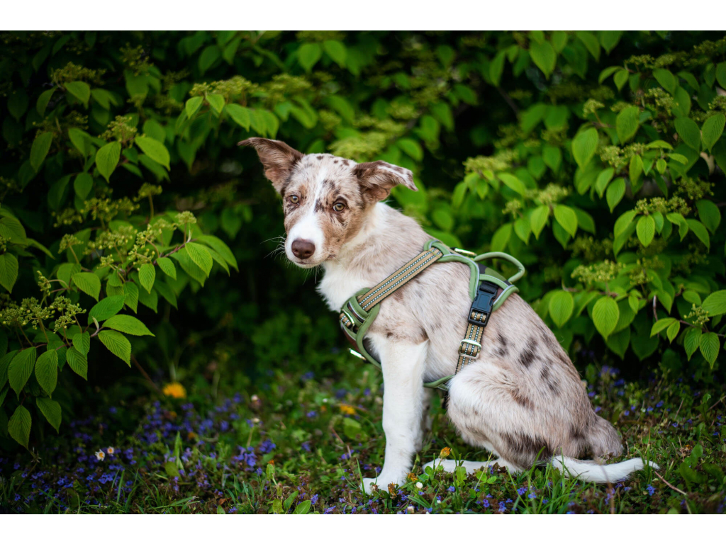 Vsepropejska Porto sportovní postroj pro psa Barva: Zelená, Obvod hrudníku: 63 - 91 cm Vsepropejska Porto sportovní postroj pro psa Barva: Zelená, Obvod hrudníku: 63 - 91 cm