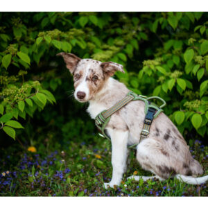 Vsepropejska Porto sportovní postroj pro psa Barva: Zelená, Obvod hrudníku: 59 – 81 cm