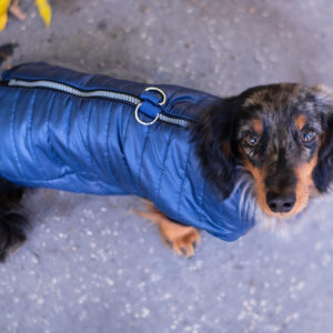 Vsepropejska Targa podzimní bunda pro psa Barva: Modrá, Délka zad (cm): 28, Obvod hrudníku: 33 – 36 cm