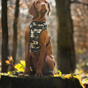 Vsepropejska Zasa sportovní postroj pro psa Barva: Zelená, Obvod hrudníku: 22 – 28 cm